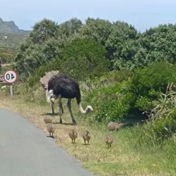 День 6. Knysna, Устричная Мекка