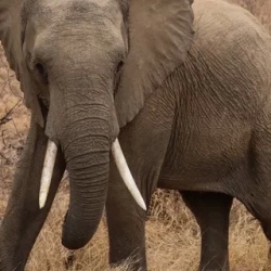 День 7. Kruger Park