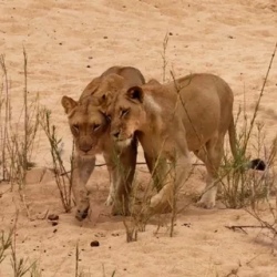 День 8. Kruger Park