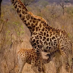 День 8. Kruger Park