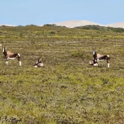 День 6. De Hoop national Reserve