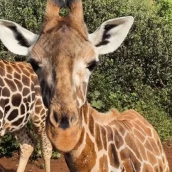День 10. Giraffe Centre. Nairobi