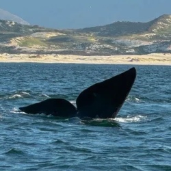 День 4. Hermanus