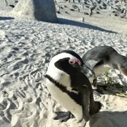 День 5. Cape Of Good Hope