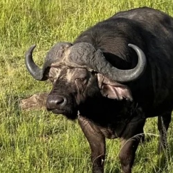 День 7. Nairobi
