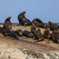 День 3. Cape Of Good Hope, Bouldres Beach, Hout Bay