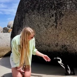 День 3. Cape Of Good Hope, Bouldres Beach, Hout Bay