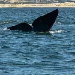 День 4. Hermanus