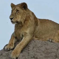 День 8. Masai Mara National Park, Masai village