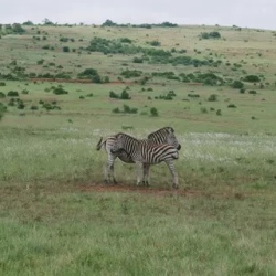 День 5. Сафари в Addo Elephant National Park