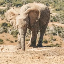 День 5. Сафари в Addo Elephant National Park