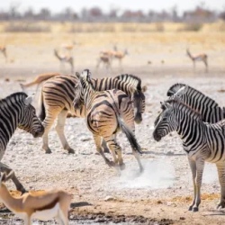 День 5. Сафари в Addo Elephant National Park