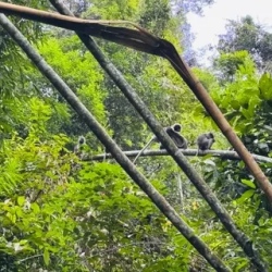 День 9. Krabi. Дикие джунгли. 600 метров над уровнем