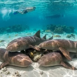 День 3. South Male Atoll