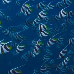 День 5. Ari Atoll