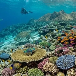 День 5. Ari Atoll