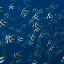 День 5. Ari Atoll