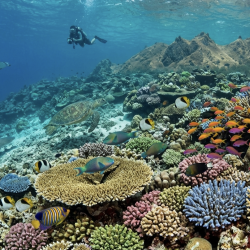 День 5. Ari Atoll