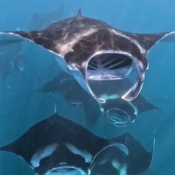 День 2. Hanifaru Bay — заповедник UNESCO