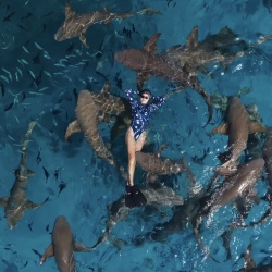 День 5. Shark Trip — плавание с акулами-няньками