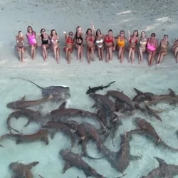 День 5. Shark Trip — плавание с акулами-няньками