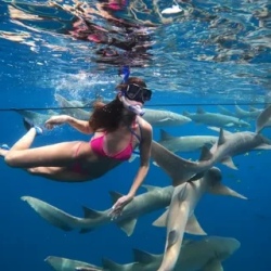 День 5. Shark Trip — плавание с акулами-няньками