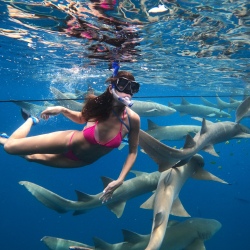 День 5. Shark Trip — плавание с акулами-няньками
