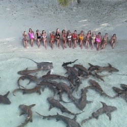 День 5. Shark Trip — плавание с акулами-няньками