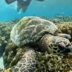 День 2. Знакомство с морскими черепахами