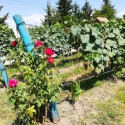 День 3. Сбор винограда в Кахети
