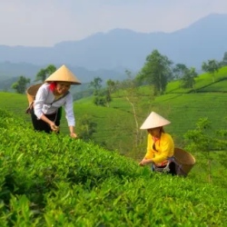 День 11. Mu Cang Chai — Лаокай — Ханой