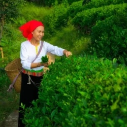 День 11. Mu Cang Chai — Ханой