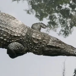 День 2. Трек к озеру Bu Su (Crocodile Lake)