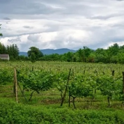 День 5. Из глубинки в курортный Цхалтубо