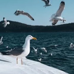 День 3. Чивыркуйский залив. Бухта Змеевая