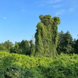 День 5. Самурский лес-реликтовые джунгли Дагестана