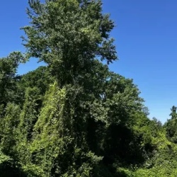 День 3. Самурский лес