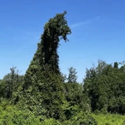 День 3. Самурский лес