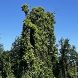 День 3. Самурский лес