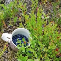 День 4. Домой, но ягоды возьмем)