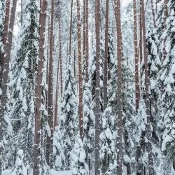 День 1. Прибытие в Петрозаводск.