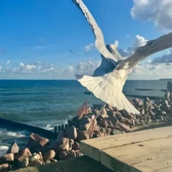 День 3. Куршская коса+Королевский курорт Кранц, 7-8часов