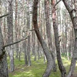День 3. ПЯТНИЦА. НП КУРШСКАЯ КОСА