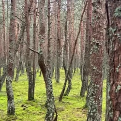 День 1. Калининград и Куршская коса