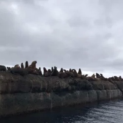 День 7. Морская экскурсия к морским львам. г.Невельск, (Го