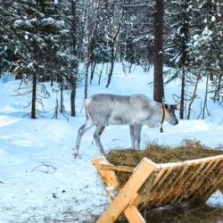 День 3. Поселение Саамов
