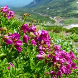 День 5. Вачкажец