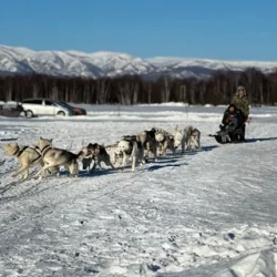 День 4. Питомник собак и термо источники.