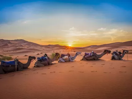 Desert Dreams  Imperial Cities: 8 Days Across Morocco