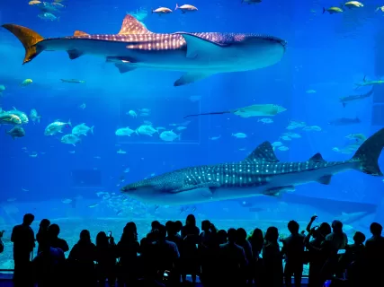 Океанариум Тюрауми и Ocean Expo Park. Откройте мир природы и культуру Окинавы!